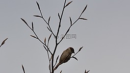 鳥,支,木材