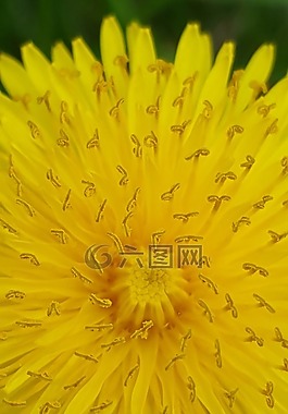 花,黃色,春