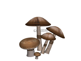 蘑菇,幻想,數(shù)字藝術(shù)