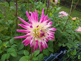 花,廠,夏季