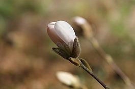 芽,廠,春天