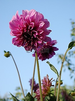 大麗花,花卉,芽