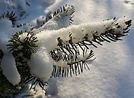 tannenzweig,雪,冬季背景