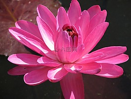 睡蓮,盛開,水