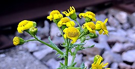 鮮花,花,黃色