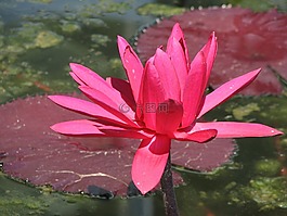 睡蓮,水,百合
