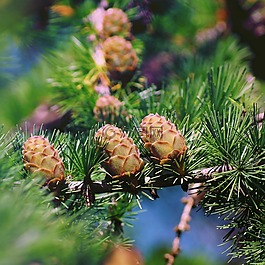 落葉松,落葉松球果,枝