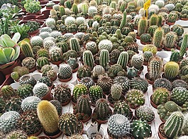 仙人掌,苗圃,植物