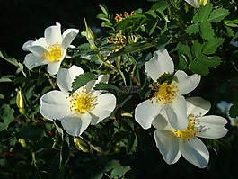 玫瑰果,鮮花,夏季