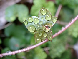 葉,滴,水