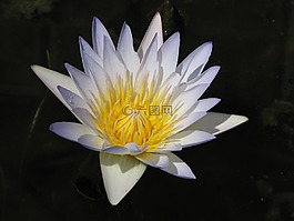 睡莲,水,百合