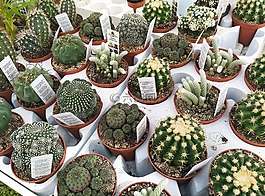 苗圃,仙人掌,植物
