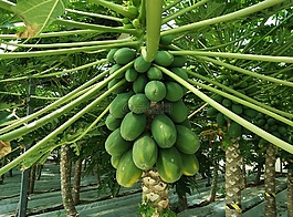 木瓜,水果,異國情調(diào)