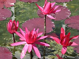 水,百合,粉紅色