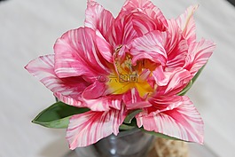 郁金香,花,餐桌裝飾