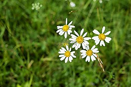雛菊,花,開花