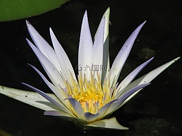 睡蓮,水,百合