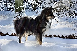 狗,澳大利亞牧羊犬迷你,雪