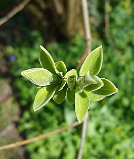芽,廠,性質(zhì)