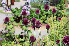 landesgartenschau馬車,鮮花,紫