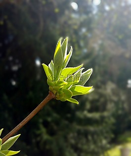 芽,廠,性質(zhì)