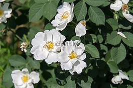 玫瑰果,花卉,白