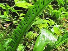 蕨,叶子,spóratartó