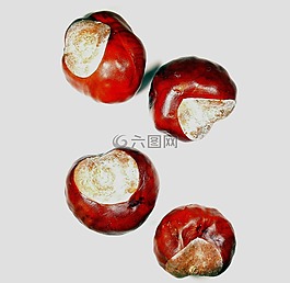 板栗,板栗果仁,板栗果實