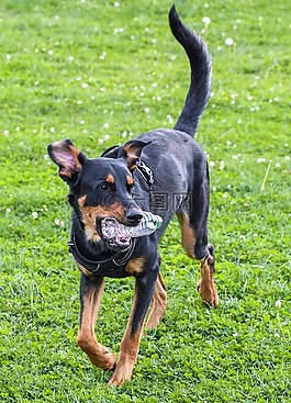 狗,交易所beauceron,播放