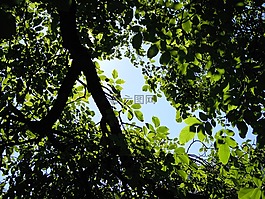 樹,葉子,影子