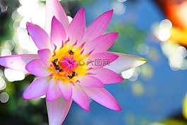 花,植物,大自然