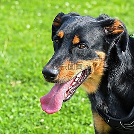 狗,交易所beauceron,肖像