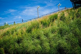 草,藍色的天空,城市