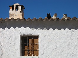 猫,屋顶,房子