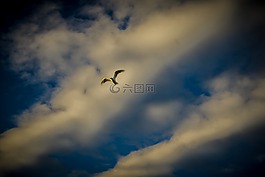 鳥,日落,云