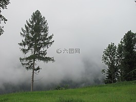 雾,小动物,松