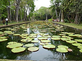 巨大開,毛里求斯,龐普勒穆斯植物園