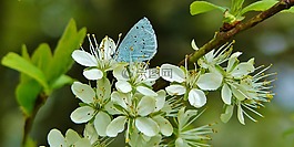 常見藍,蝴蝶,灰蝶