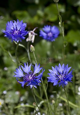 花,藍(lán)色,盛開