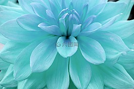 背景,花,性質(zhì)
