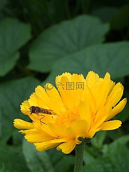 綠色,黃色,自然