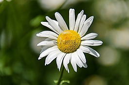 黛西,花卉,白