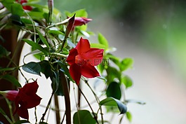 紅色,花,植物
