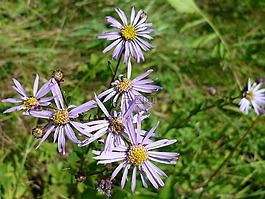 山aster,野生植物,淺藍色的