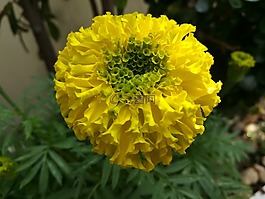 萬壽菊,花,黃