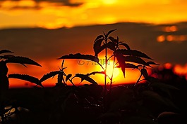 西,太陽,云