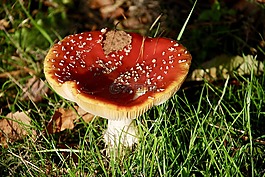 自然,毒菌,秋