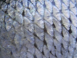 魚,規(guī)模,紋理