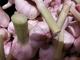 大蒜,块根,弗里施