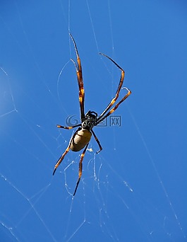 蜘蛛,蜘蛛網(wǎng),orbweaver 蜘蛛